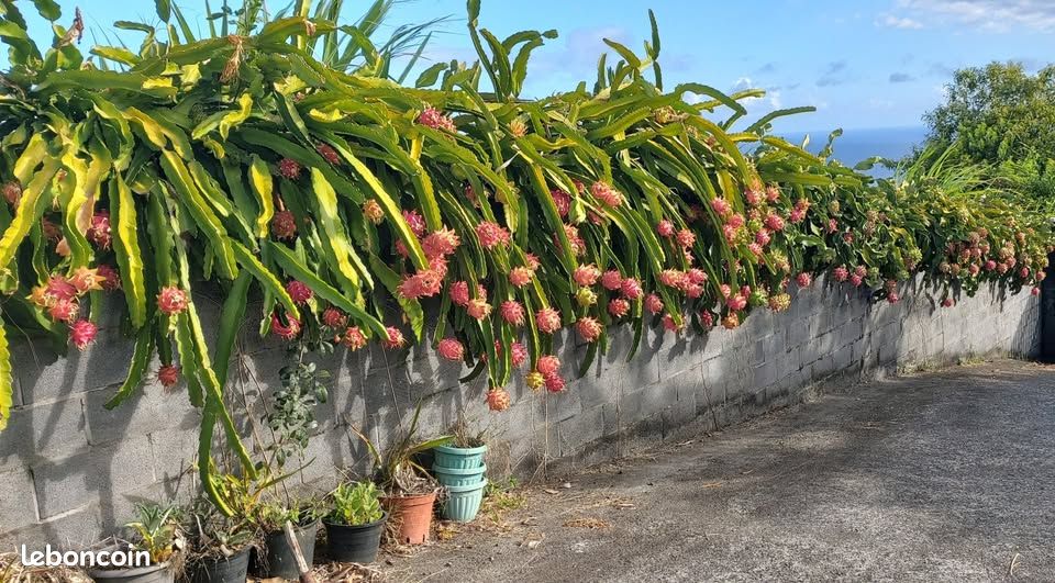 Bouture de pitaya auto fecond et autre (image 1)