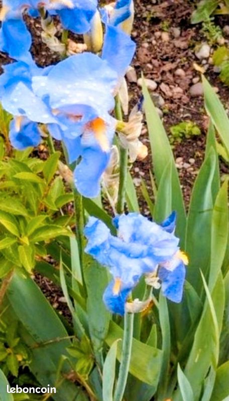 Fleur IRIS (image 1)