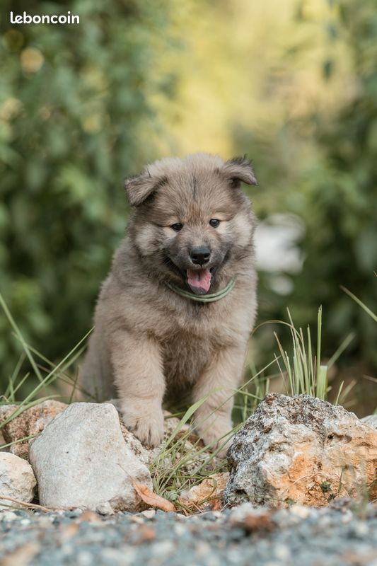 Chiots eurasier LOF disponibles (image 2)