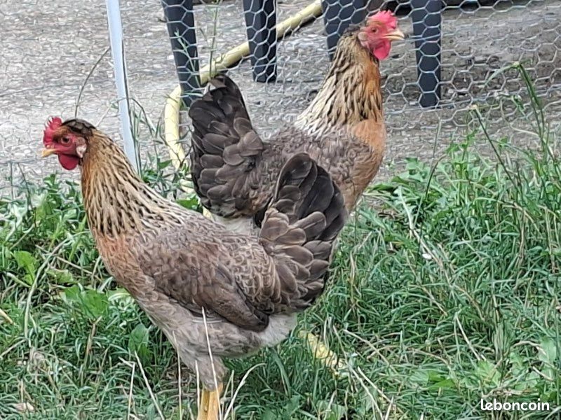 Poules Cream Legbar (image 2)