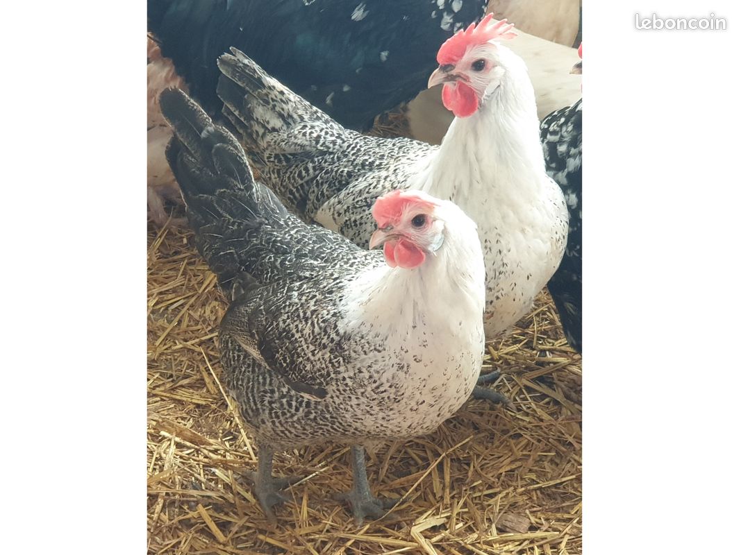 Coq Bresse Gaulois Argenté (image 1)