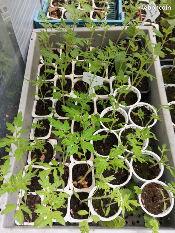 Pied de tomates cerises, tomates coeur de boeuf,noire russe (image 2)