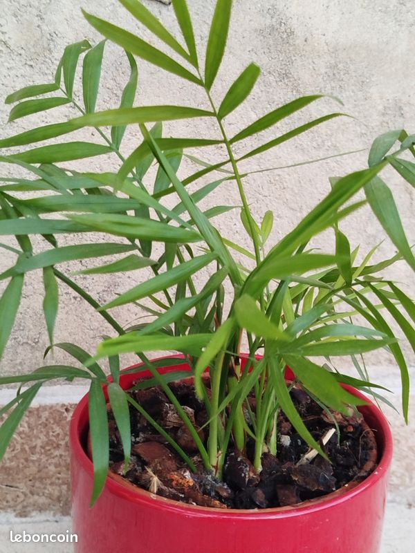 2x Chamaedorea Elegans Palmier Nain Mexicain - Plante Intérieur 50-60 Cm - Purificateur Air