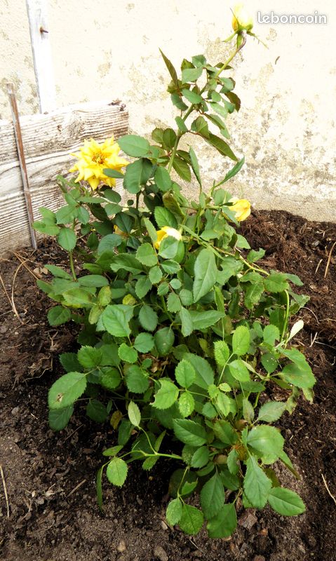 Lot de 8 mini-rosiers jaune (image 3)