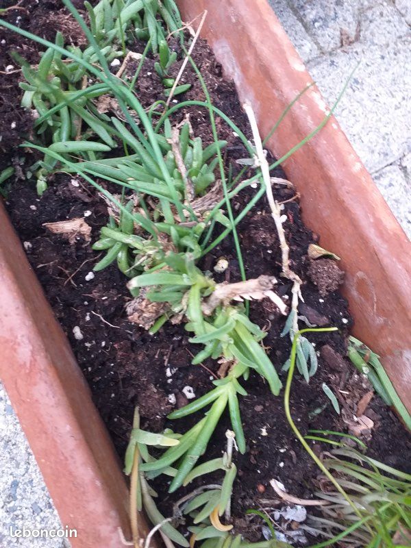 Plante extérieur à fleur violette (image 3)