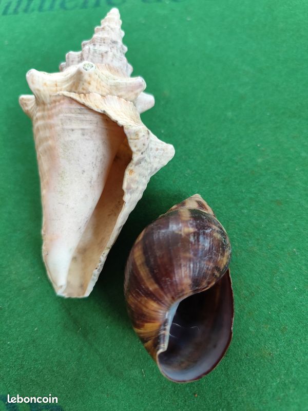 Coquillages (image 2)