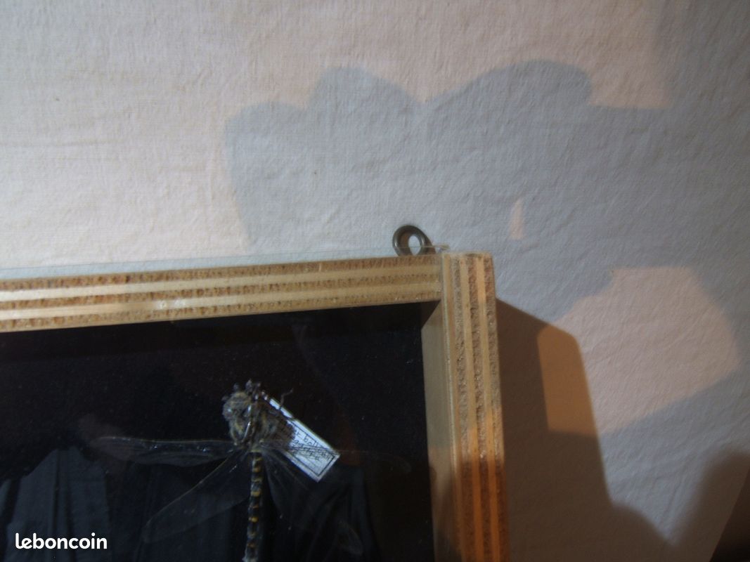 Vitrine présentant des insectes naturalisés des Vosges (image 9)