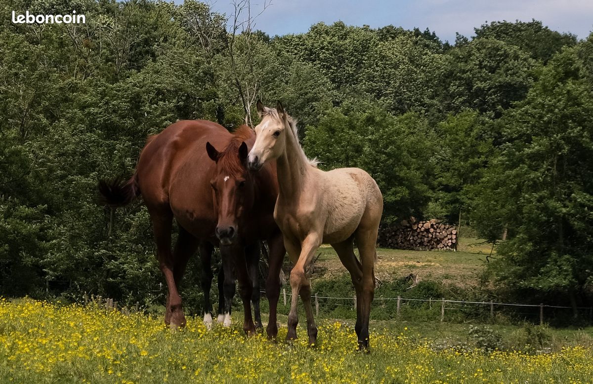 American Azteca Horse (image 9)