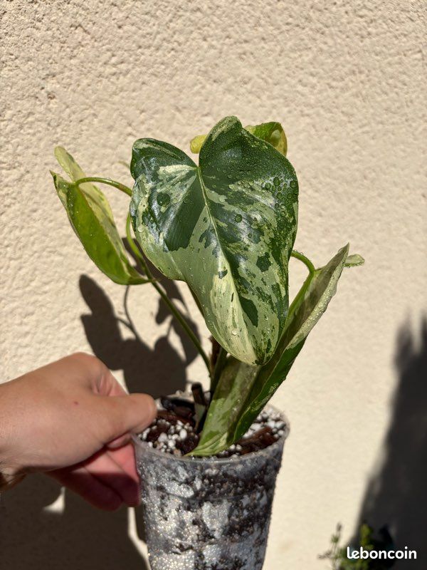 philodendron white measure größe Philodendron 'White Measure' 4