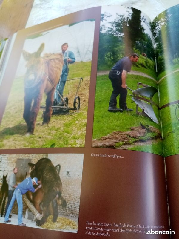 Le Baudet du Poitou, le trait poitevin mulassier et la mule poitevine (image 11)