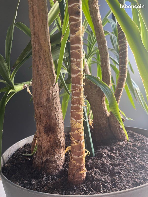 Yucca, grande plante (image 3)