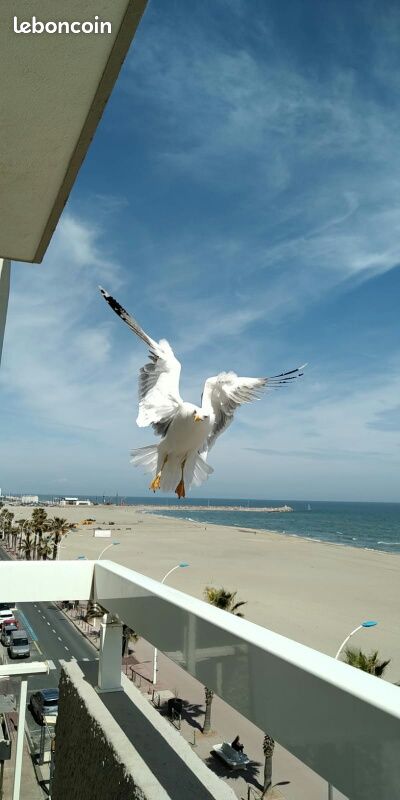 Disponible à la location à partir de 500 euros/semaine Magnifique T2 à Canet en Roussillon - Front de mer (hors et pleine saison) (image 3)
