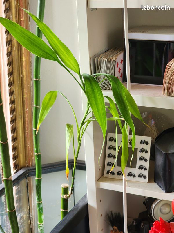 Grand Lucky Bamboo (Bambou porte-bonheur) 128 cm (image 14)
