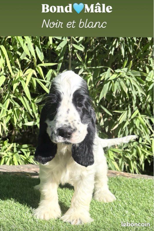Chiot cocker anglais lof (image 2)