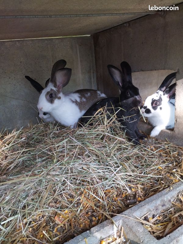 Lapin (image 1)