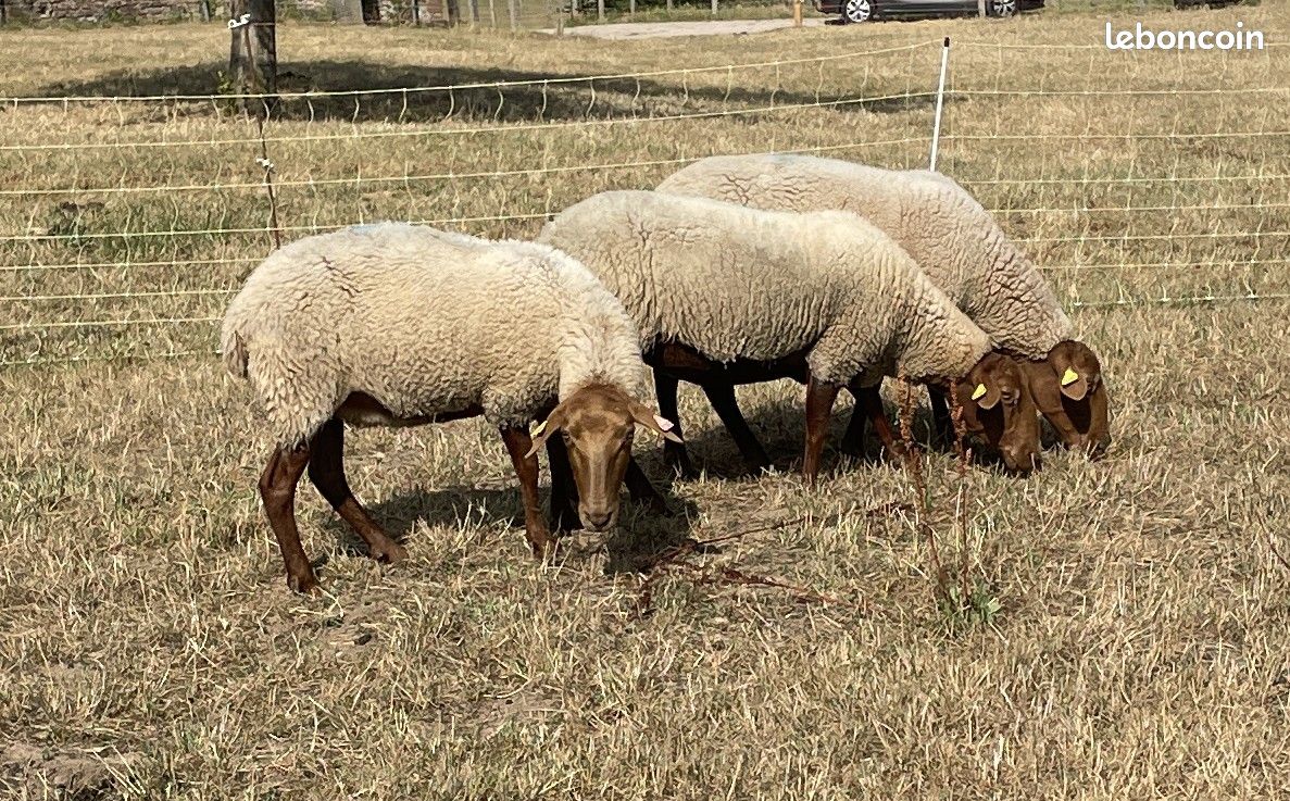 Moutons brebis de race Coburger Fuchsschaf (image 1)