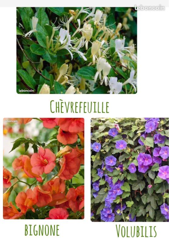🌿 lot de 3 plantes grimpantes 🧡🤍💙 (image 1)