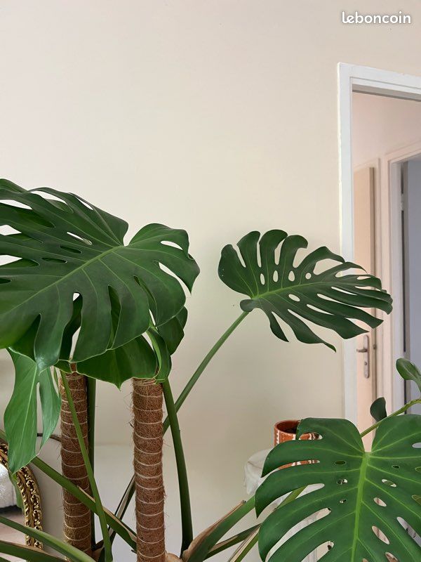 Monstera deliciosa xxl (image 6)