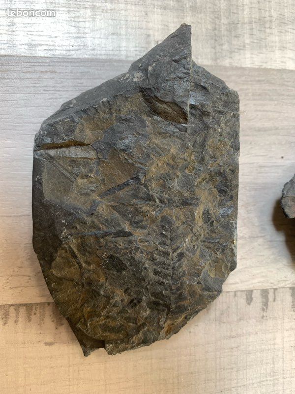 Lot de fougères fossiles 1 (image 2)