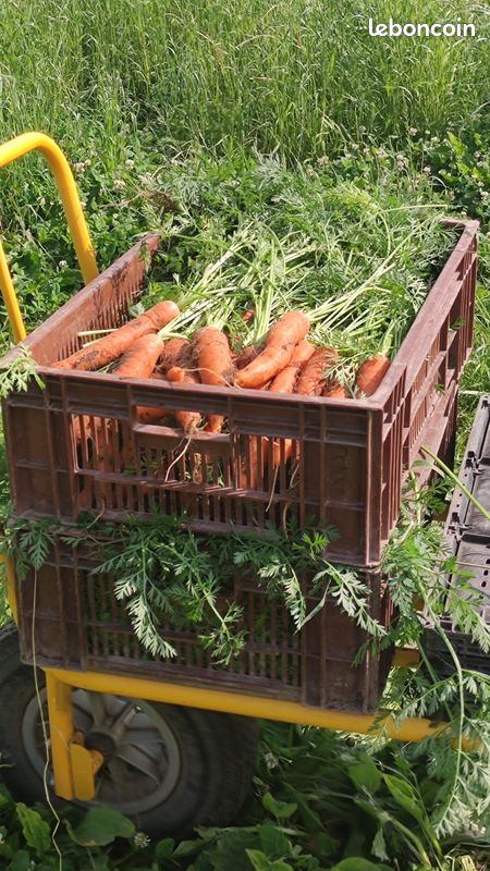 Ouvrier Polyvalent en horticulture-maraîchage (H/F/X) (image 1)