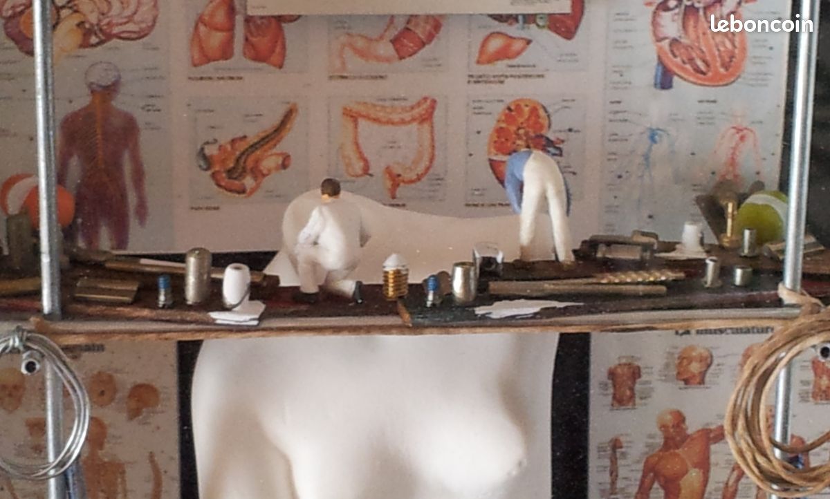 Tableau-vitrine le corps humain (image 3)
