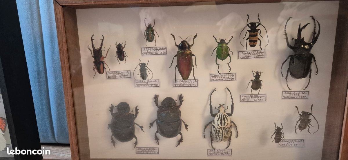 Cadres papillons / coléoptères et scarabées (image 3)