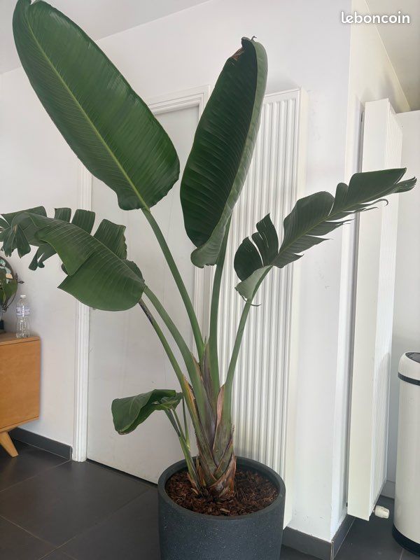 Magnifique Strelitzia Nicolai gant (Oiseau de paradis) + Pot - Jardin &  Plantes