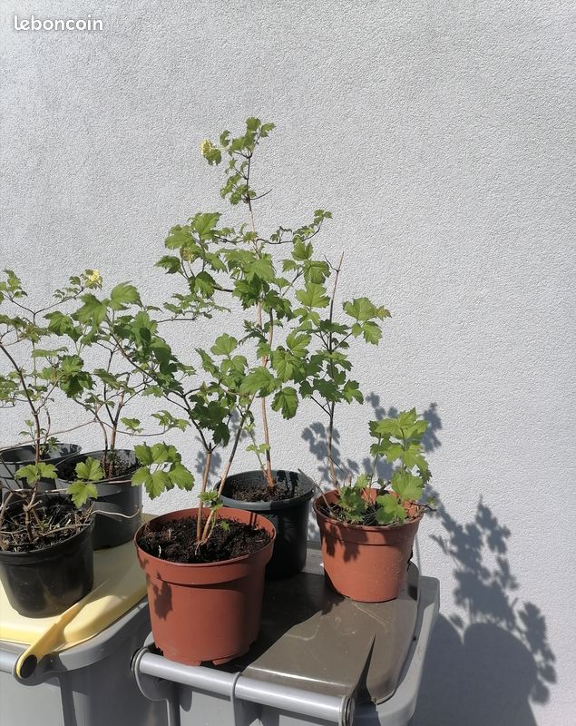 Plants de viorne (boule de neige) (image 5)