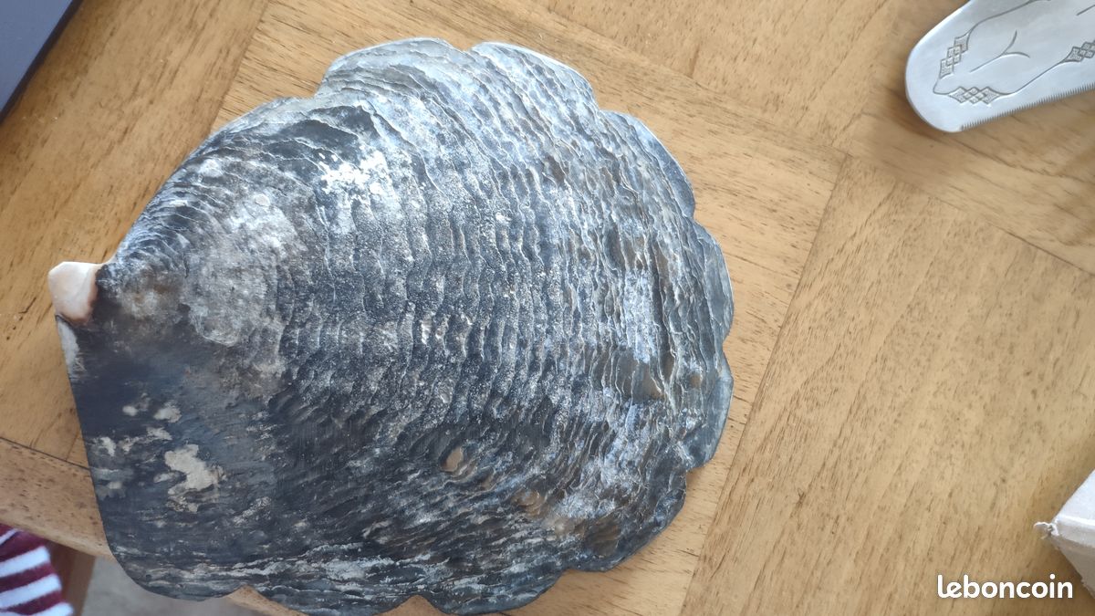 Coquille nacre pêcheur (image 1)