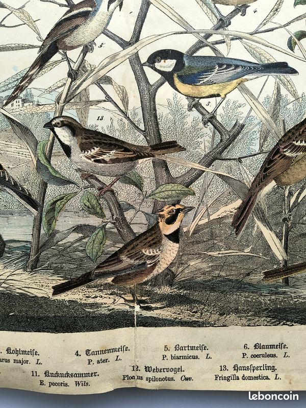 Gravure Chasse Oiseaux Originale 1879 - Art Ancien Bois 41cm - Édition Limitée