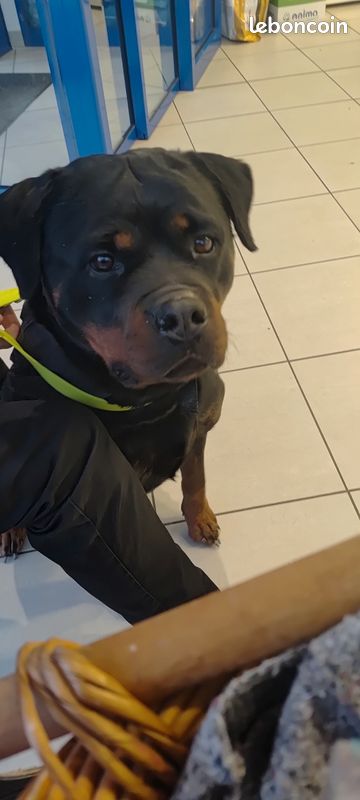 Donne femelle rottweiler (image 1)