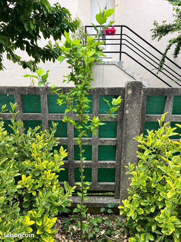 Vend arbre hibiscus 🌺 (image 4)