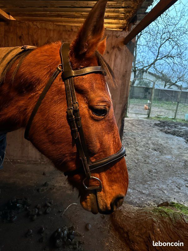 Filet dyon cheval (image 8)