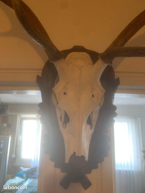 Bois de cerf (image 7)