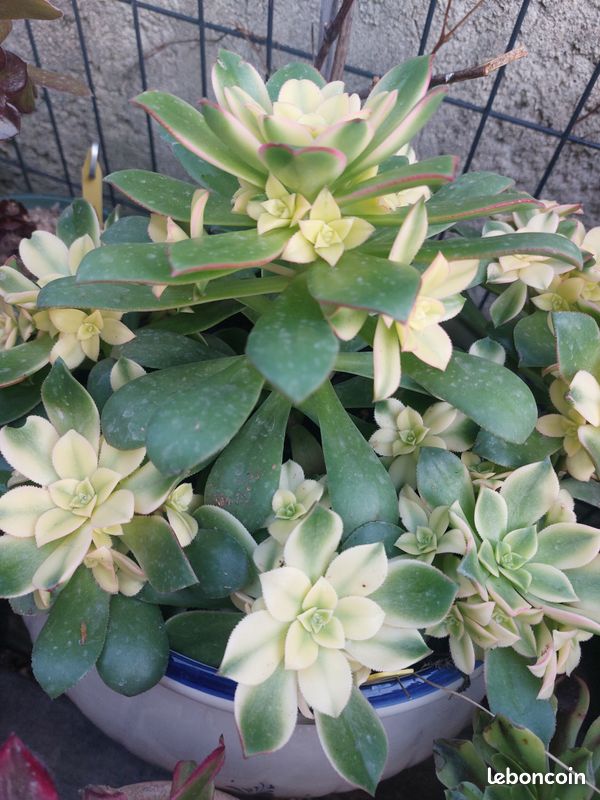 Aeonium Aeonium decorum f. Variegata - Jardin & Plantes