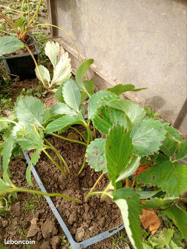 Pieds de fraisier (image 2)