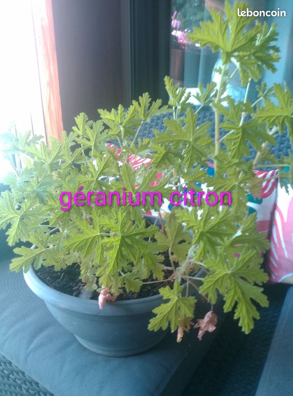 Échange plantes (image 7)