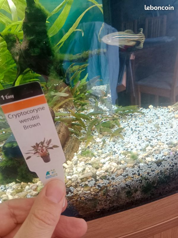 Plante aquarium cryptocoryne wendtii brown (image 1)