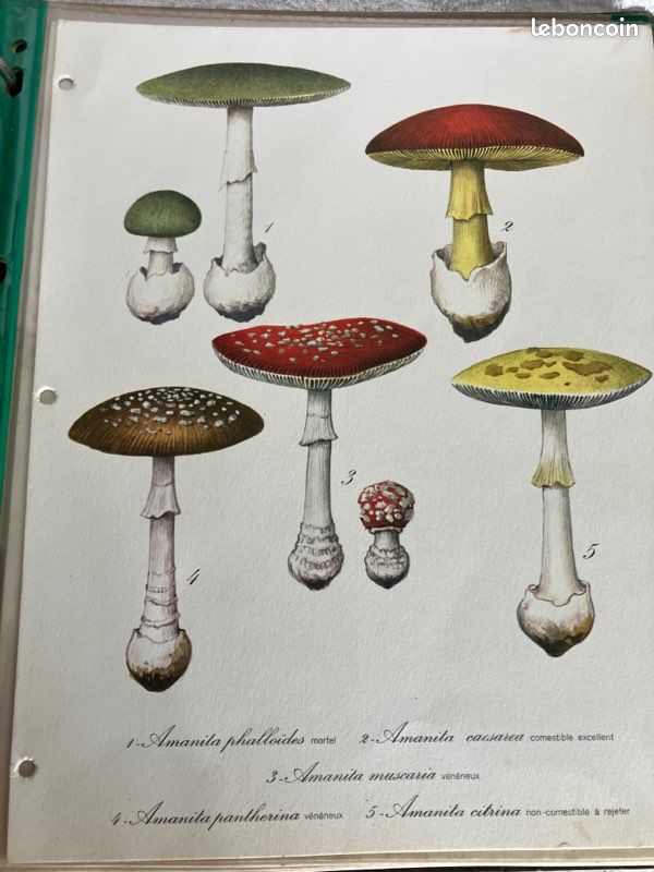 40 gravures A4 représentant des champignons (image 5)
