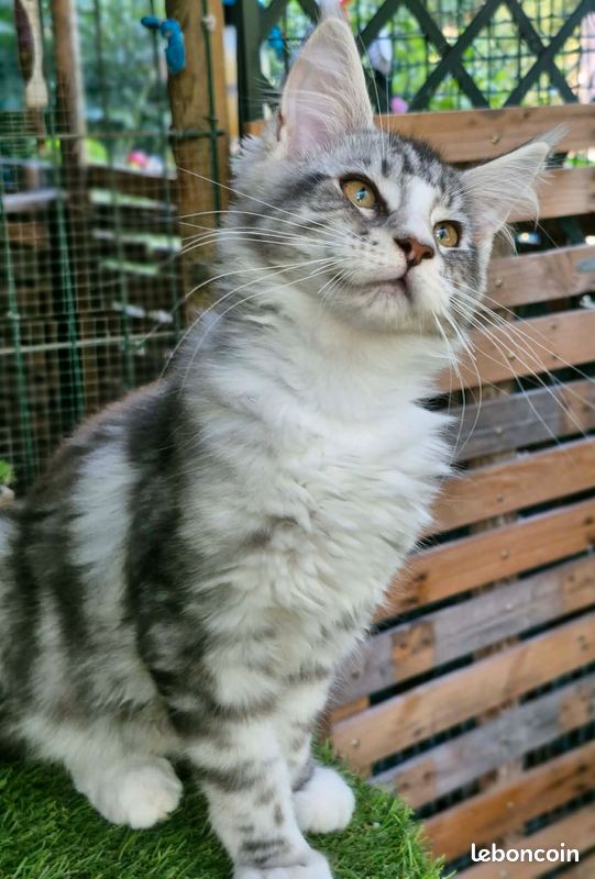 2 chatons Maine coon LOOF (image 3)