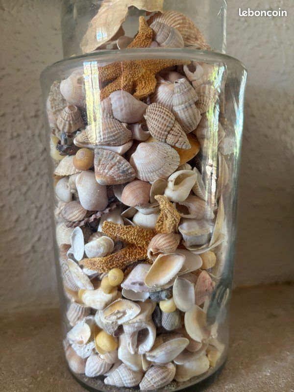 Bocal de 20 cm avec divers coquillages (image 9)
