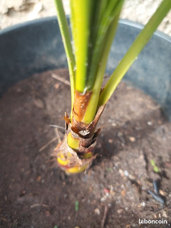 Chamaerops var Humilis (image 3)