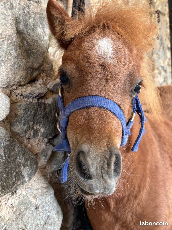 Poulain mini shetland (image 2)