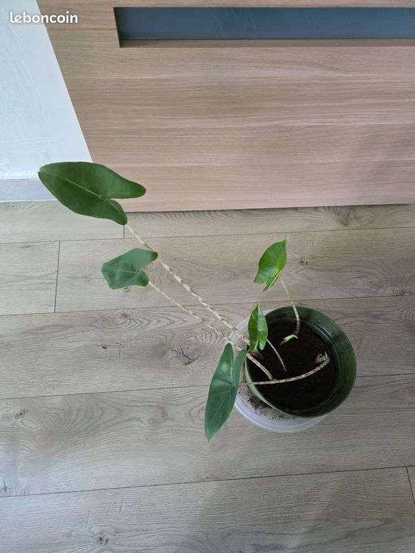 Bulbilles Alocasia zebrina (image 3)