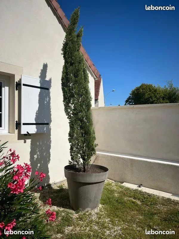 Cyprès en pot 3,2 m plus le pot Jardin Plantes