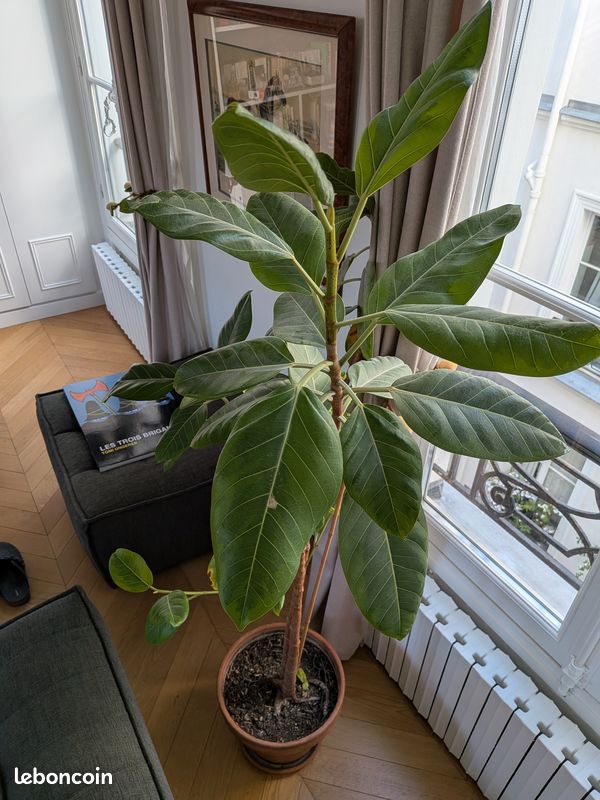 Vends Ficus de 1m50 - à récupérer sur Paris (image 2)