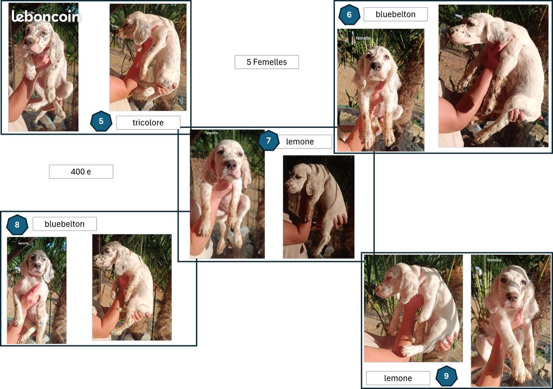 Setter anglais (image 2)