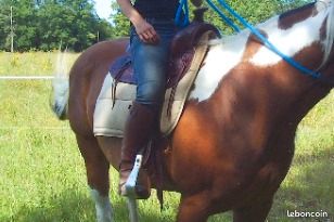 Tapis De Selle Western En Laine Blanche 'Ujala' - Fait Main En Inde - Dimensions 34" X 42" - Pour Concours