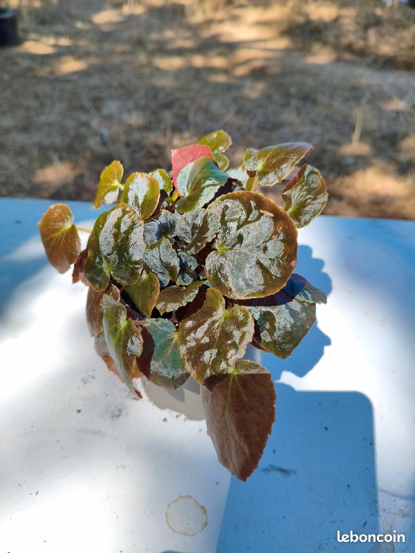 Begonia Metachroa (image 7)