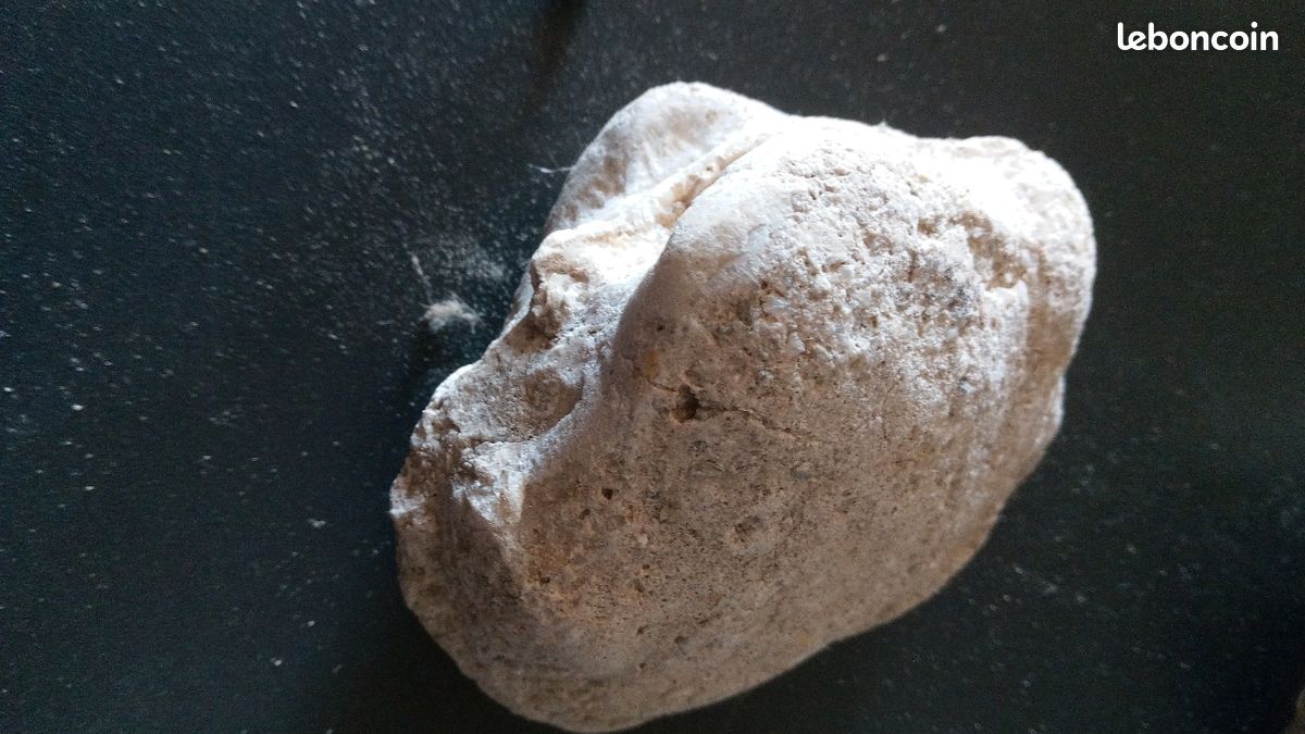 Lot de fossiles (image 3)